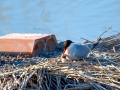 Charrán común - Sterna hirundo - Xatrac comú