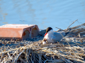 Charrán común - Sterna hirundo - Xatrac comú