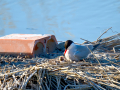 Charrán común - Sterna hirundo - Xatrac comú