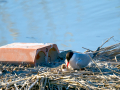 Charrán común - Sterna hirundo - Xatrac comú