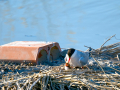 Charrán común - Sterna hirundo - Xatrac comú
