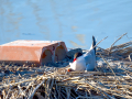 Charrán común - Sterna hirundo - Xatrac comú