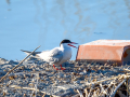 Charrán común - Sterna hirundo - Xatrac comú