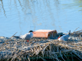 Charrán común - Sterna hirundo - Xatrac comú