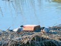Charrán común - Sterna hirundo - Xatrac comú