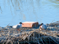 Charrán común - Sterna hirundo - Xatrac comú
