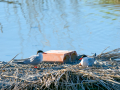 Charrán común - Sterna hirundo - Xatrac comú