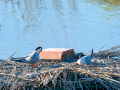 Charrán común - Sterna hirundo - Xatrac comú