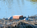 Charrán común - Sterna hirundo - Xatrac comú