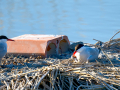 Charrán común - Sterna hirundo - Xatrac comú
