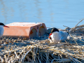 Charrán común - Sterna hirundo - Xatrac comú
