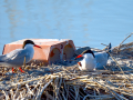 Charrán común - Sterna hirundo - Xatrac comú