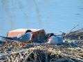 Charrán común - Sterna hirundo - Xatrac comú
