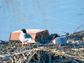 Charrán común - Sterna hirundo - Xatrac comú