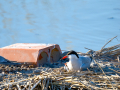 Charrán común - Sterna hirundo - Xatrac comú