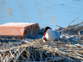 Charrán común - Sterna hirundo - Xatrac comú
