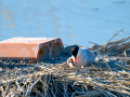 Charrán común - Sterna hirundo - Xatrac comú