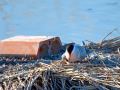 Charrán común - Sterna hirundo - Xatrac comú