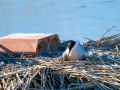 Charrán común - Sterna hirundo - Xatrac comú
