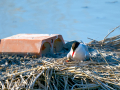 Charrán común - Sterna hirundo - Xatrac comú
