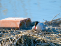Charrán común - Sterna hirundo - Xatrac comú
