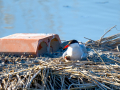 Charrán común - Sterna hirundo - Xatrac comú