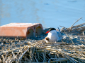 Charrán común - Sterna hirundo - Xatrac comú