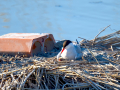Charrán común - Sterna hirundo - Xatrac comú