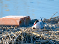 Charrán común - Sterna hirundo - Xatrac comú