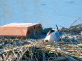 Charrán común - Sterna hirundo - Xatrac comú