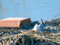 Charrán común - Sterna hirundo - Xatrac comú