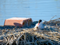 Charrán común - Sterna hirundo - Xatrac comú