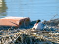 Charrán común - Sterna hirundo - Xatrac comú
