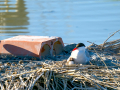 Charrán común - Sterna hirundo - Xatrac comú