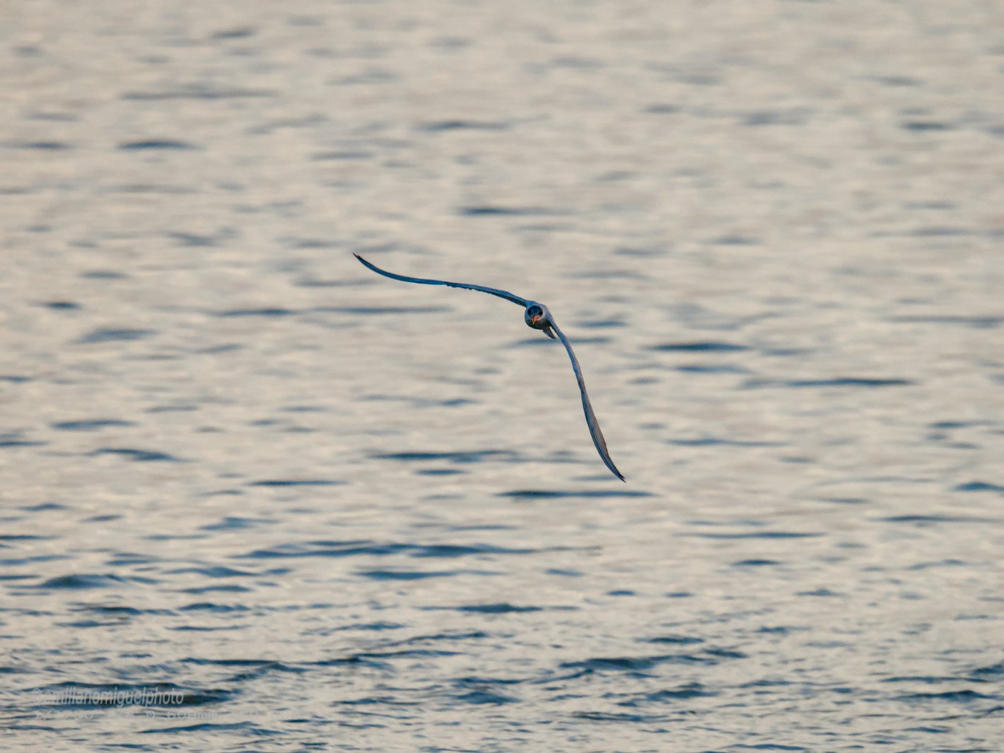 Charrán común - Sterna hirundo - Xatrac comú