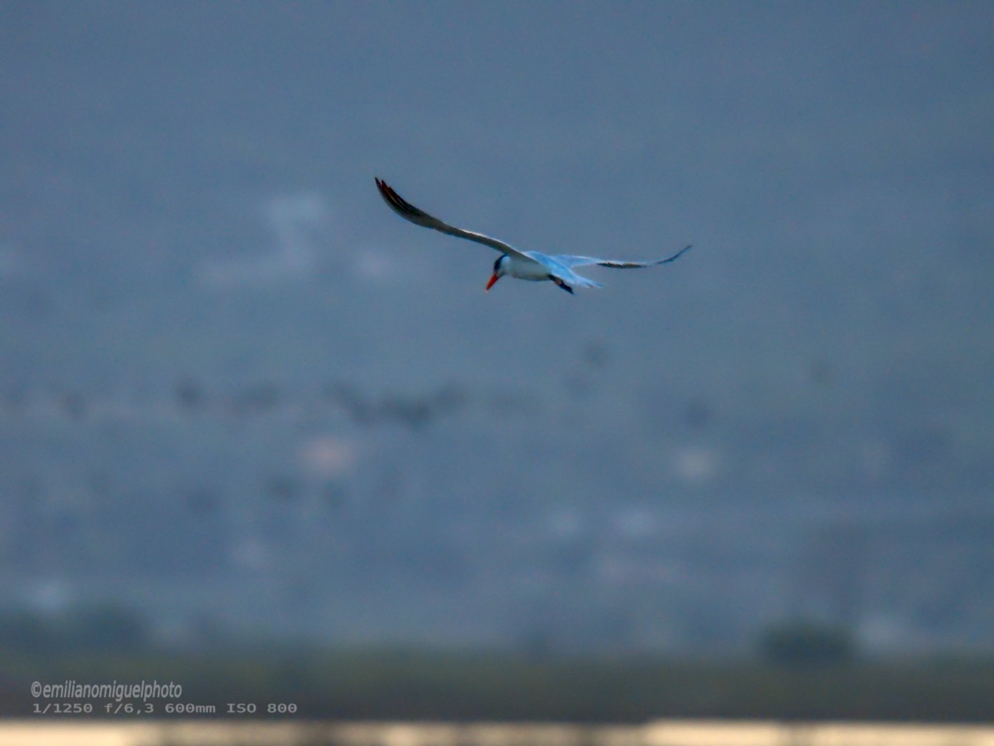 Charrán común - Sterna hirundo - Xatrac comú