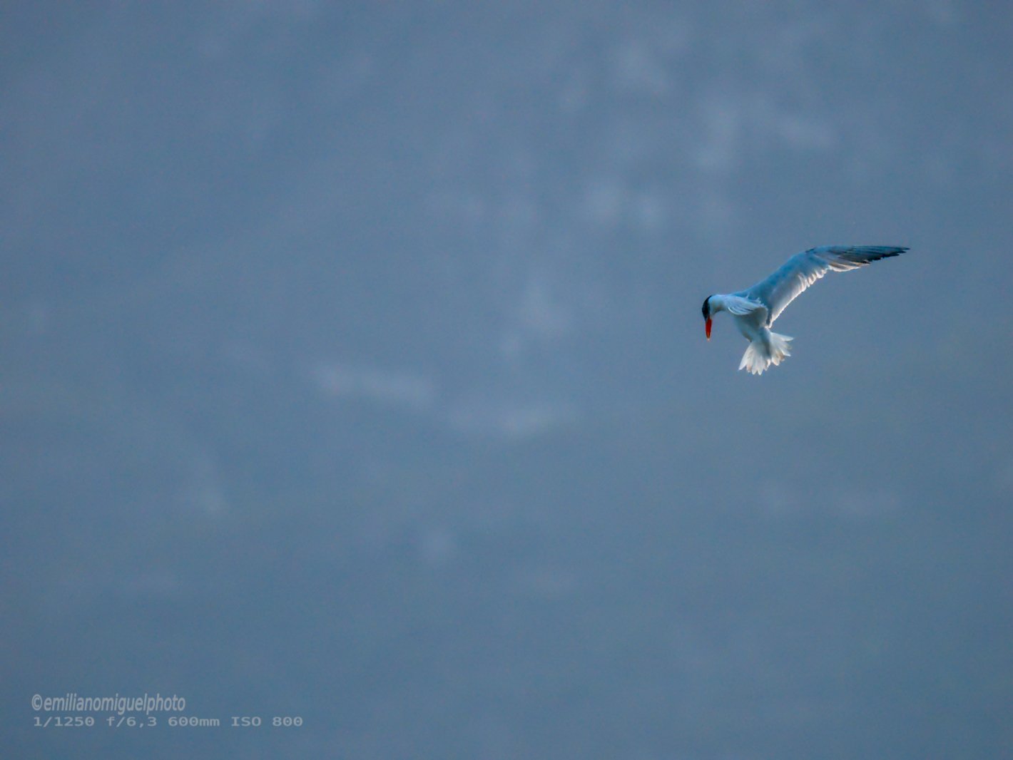 Charrán común - Sterna hirundo - Xatrac comú