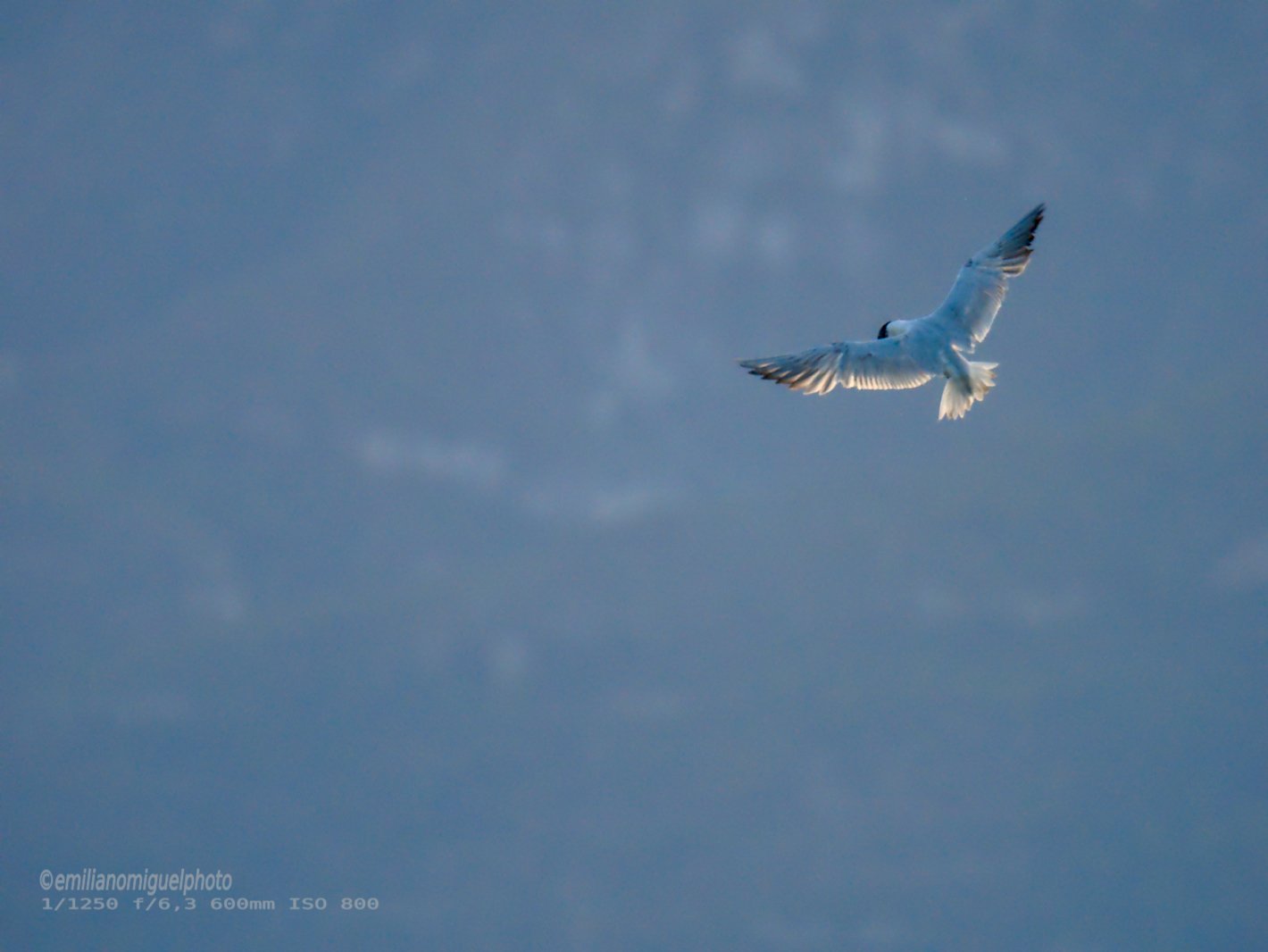Charrán común - Sterna hirundo - Xatrac comú