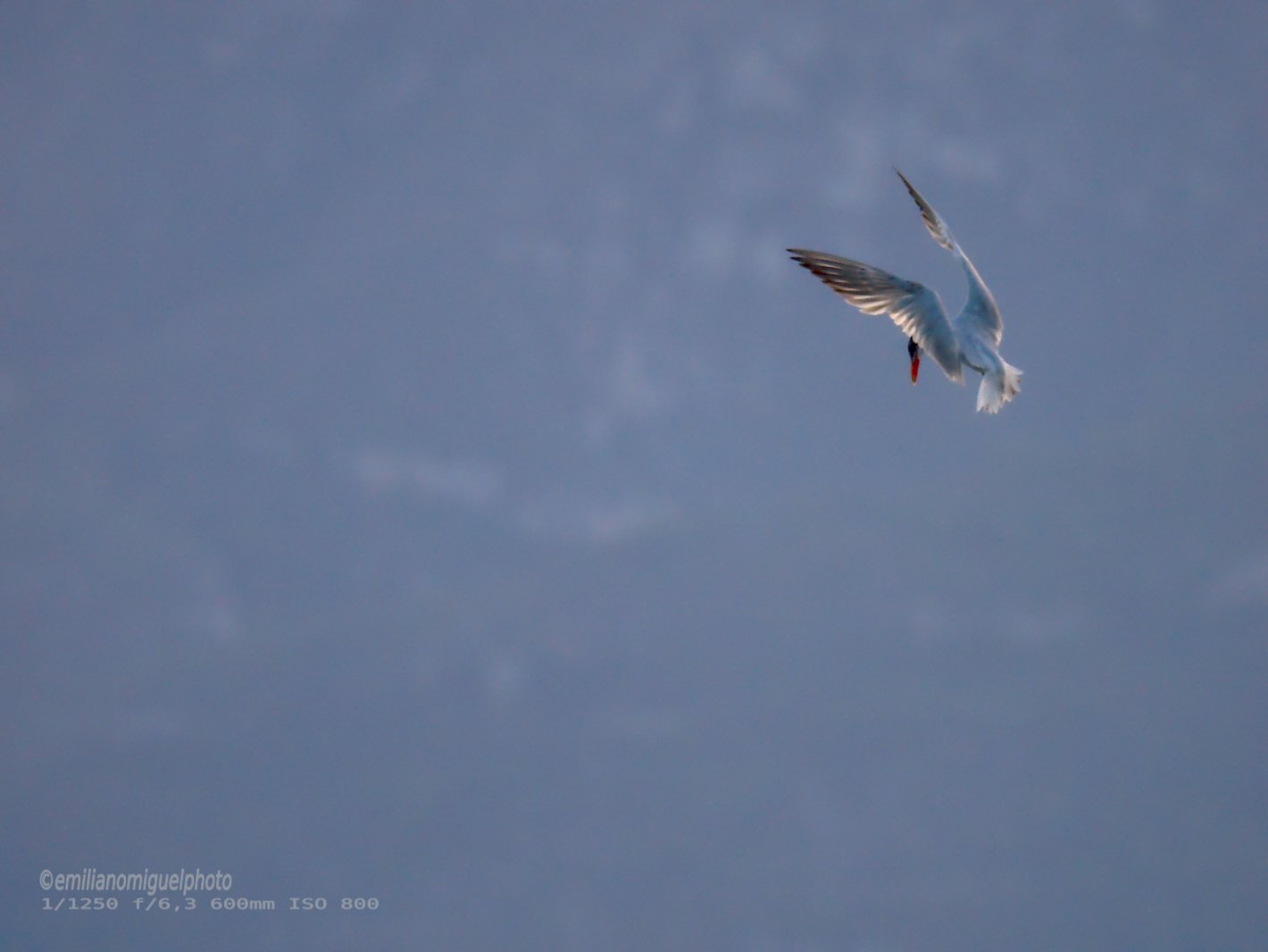 Charrán común - Sterna hirundo - Xatrac comú