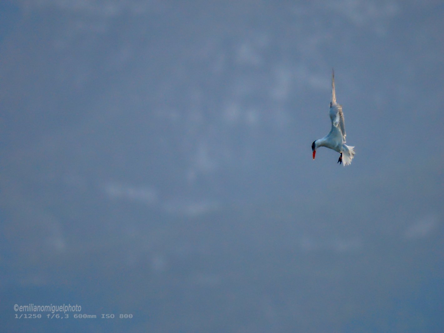 Charrán común - Sterna hirundo - Xatrac comú