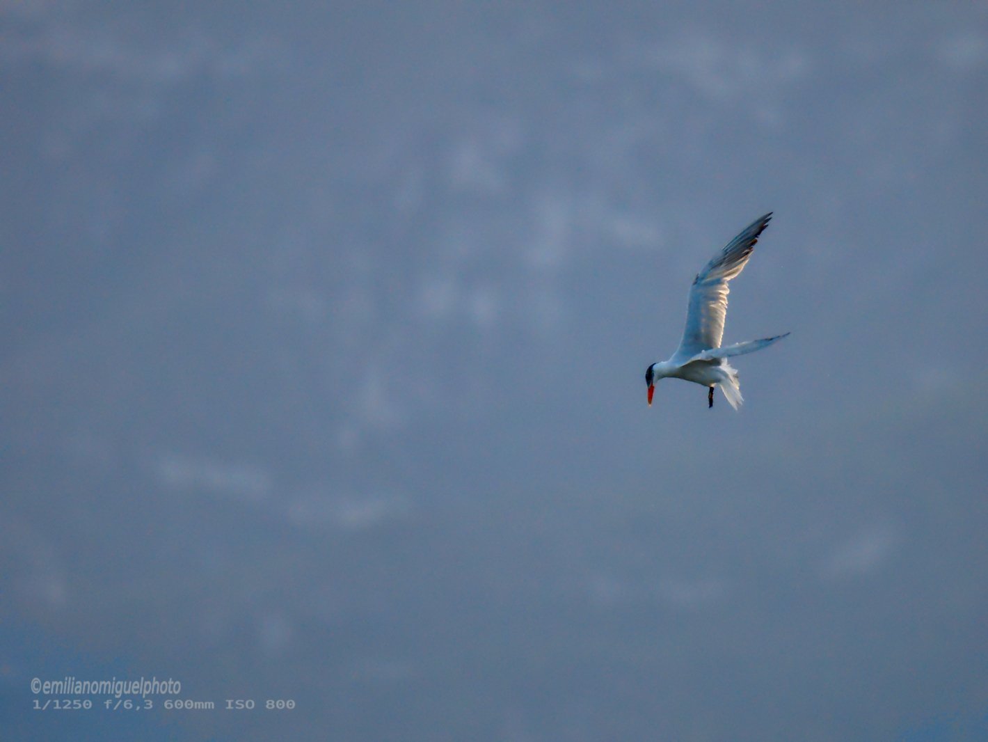 Charrán común - Sterna hirundo - Xatrac comú