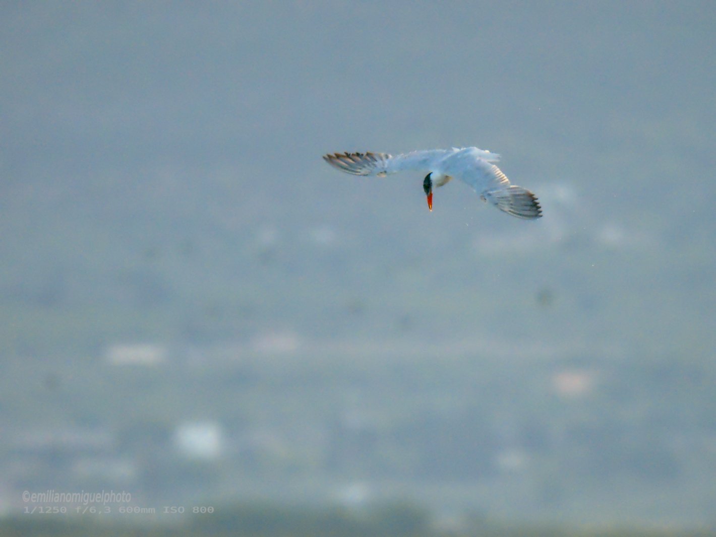 Charrán común - Sterna hirundo - Xatrac comú