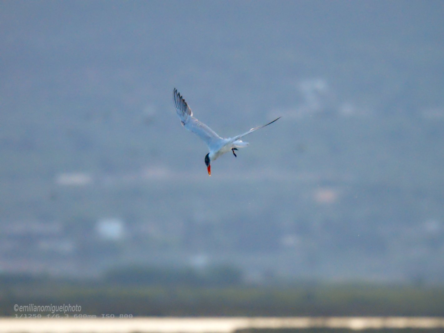 Charrán común - Sterna hirundo - Xatrac comú