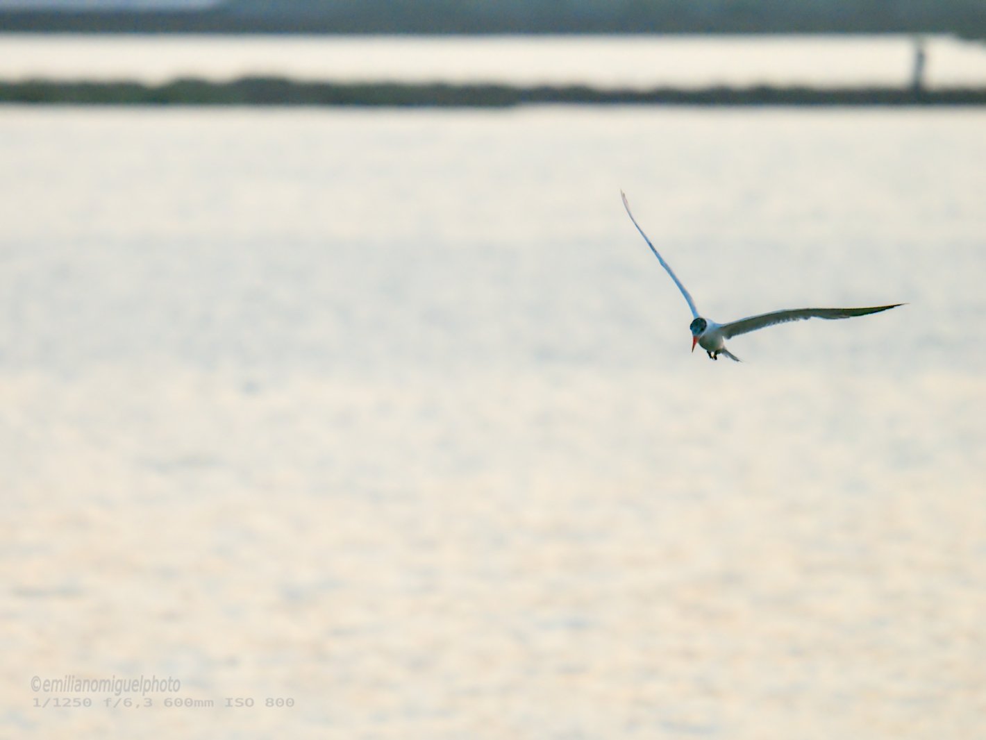 Charrán común - Sterna hirundo - Xatrac comú