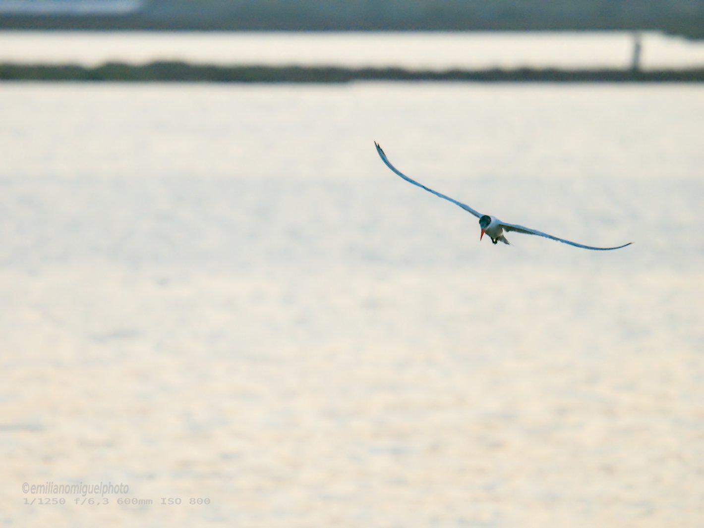 Charrán común - Sterna hirundo - Xatrac comú