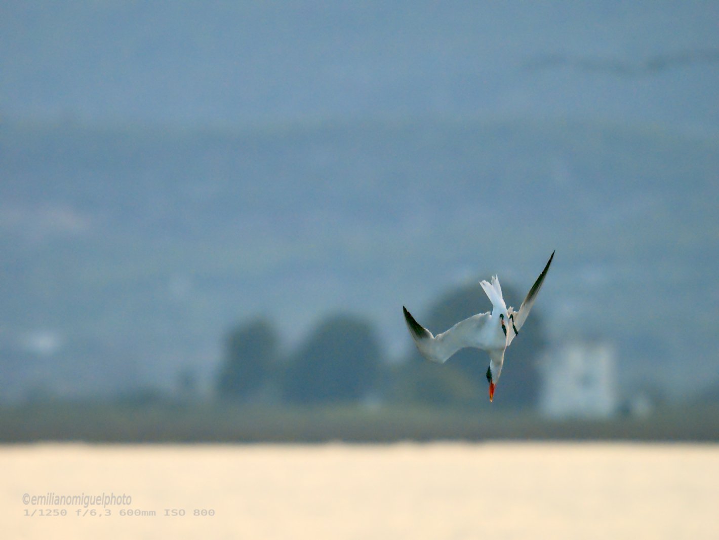 Charrán común - Sterna hirundo - Xatrac comú