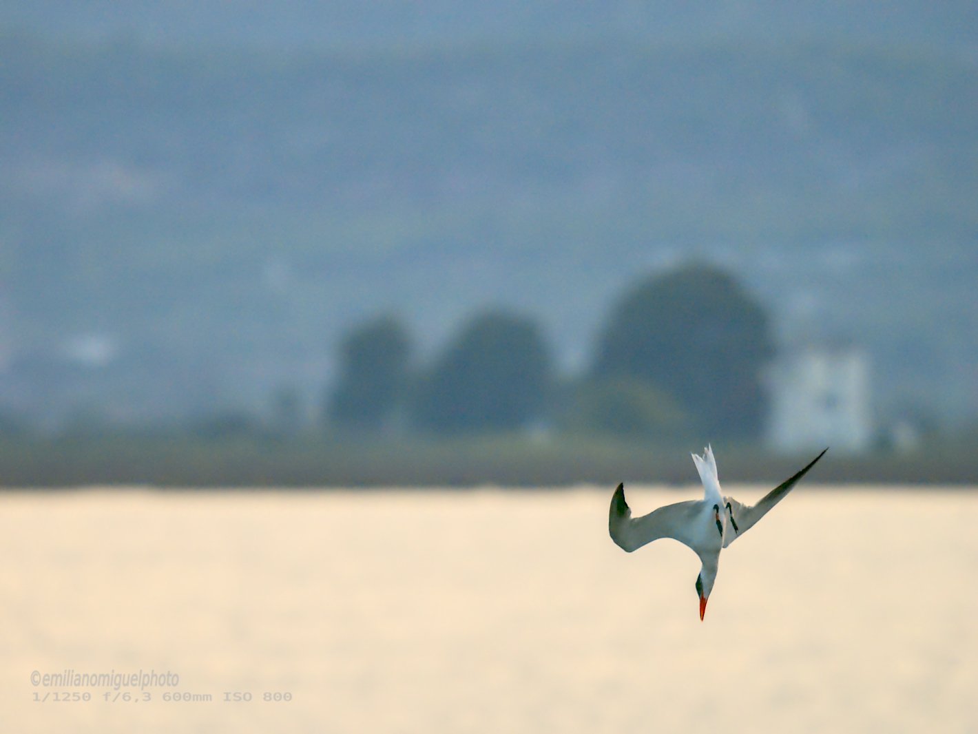Charrán común - Sterna hirundo - Xatrac comú