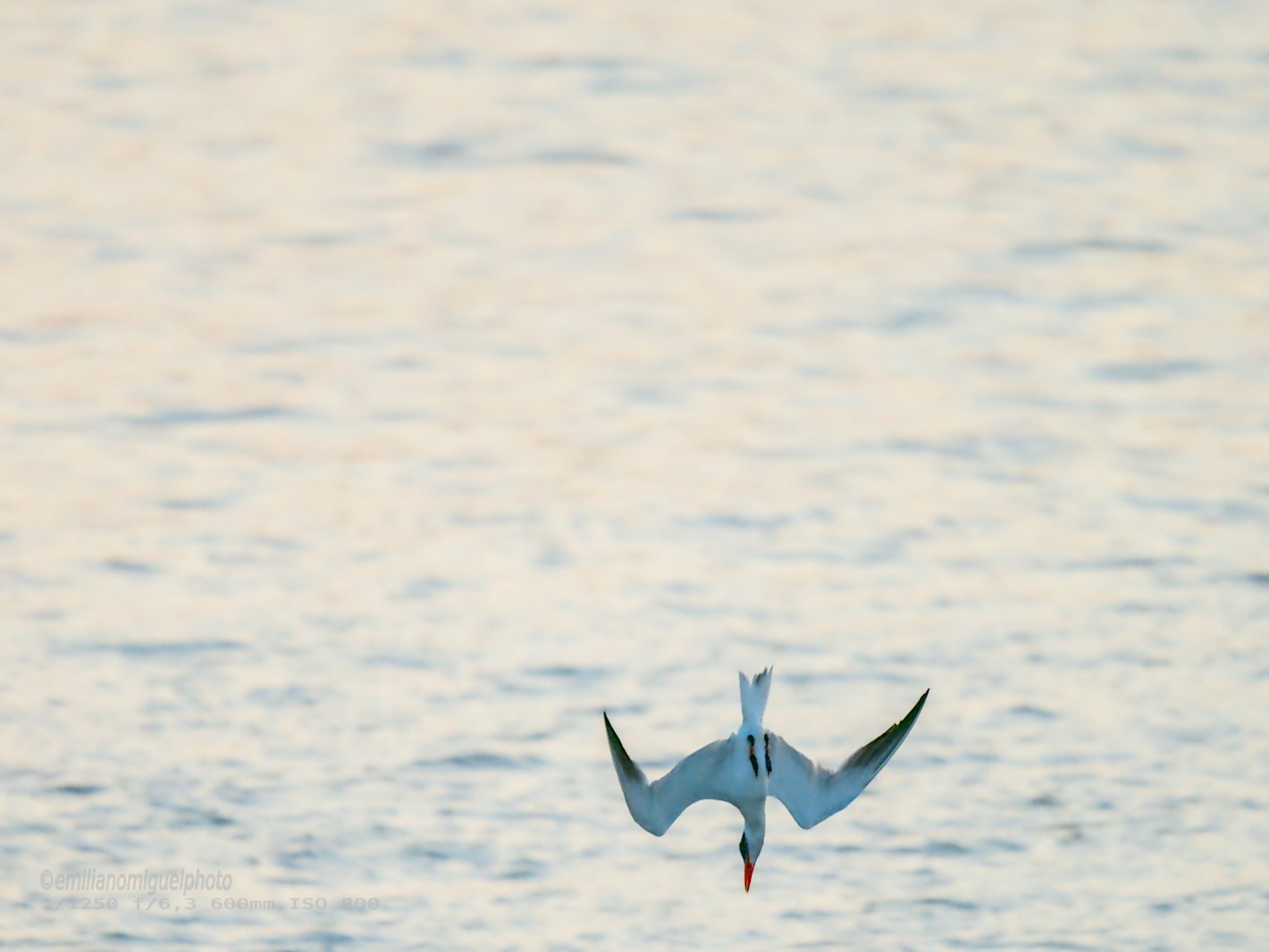 Charrán común - Sterna hirundo - Xatrac comú