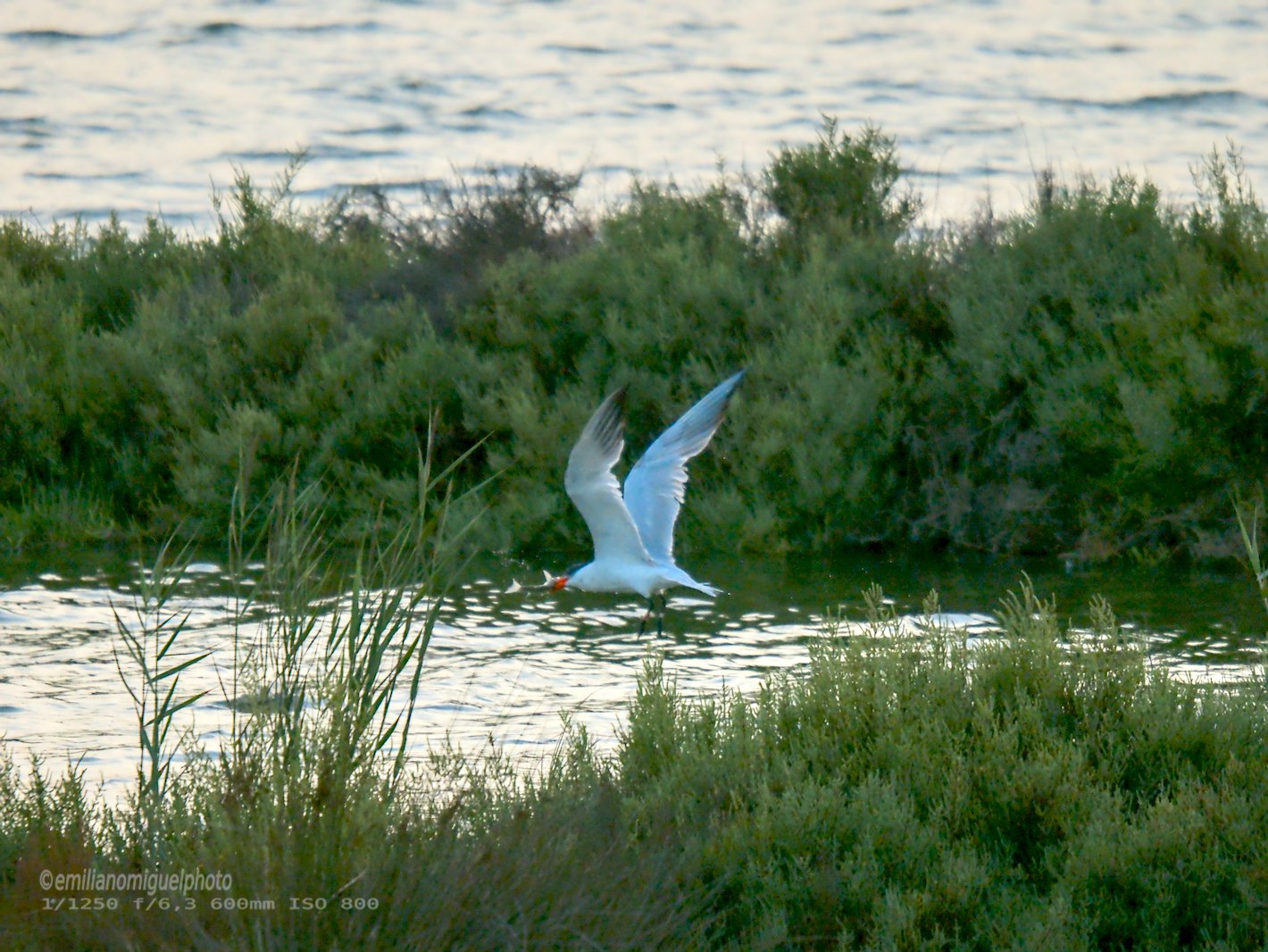 Charrán común - Sterna hirundo - Xatrac comú