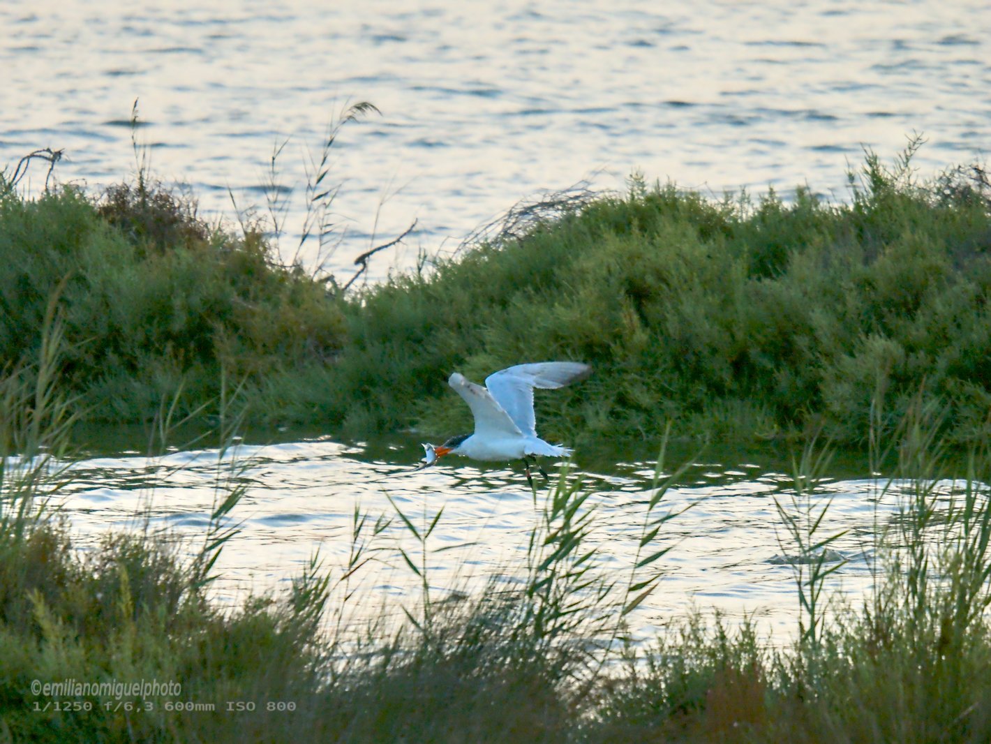 Charrán común - Sterna hirundo - Xatrac comú